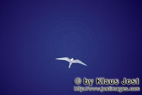 Feenseeschwalbe/White tern/Gygis alba rothchildi        Feenseeschwalbe/White tern/Gygis alba rothchild