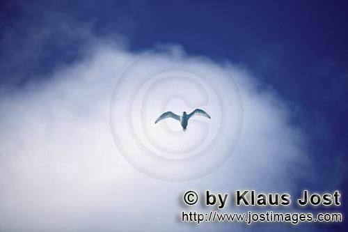 Feenseeschwalbe/White tern/Gygis alba rothchildi        Feenseeschwalbe vor weißer Wolke        Der