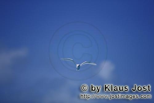 Feenseeschwalbe/White tern/Gygis alba rothchildi        Feenseeschwalbe nahe East Island        Der 
