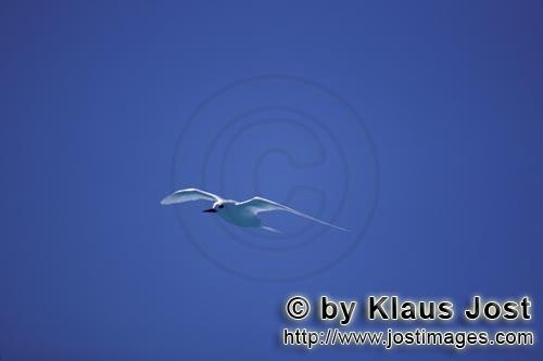 Feenseeschwalbe/White tern/Gygis alba rothchildi        Feenseeschwalbe vor blauem Midway Himmel