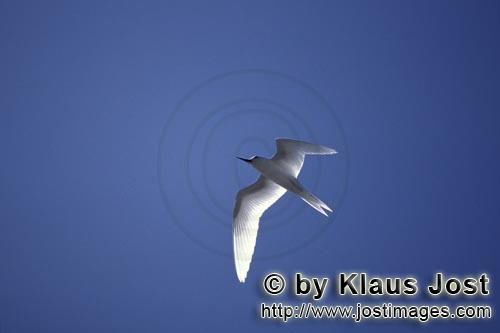 Feenseeschwalbe/White tern/Gygis alba rothchildi        Feenseeschwalbe ueber dem Pazifik        Der