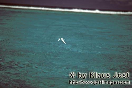 Feenseeschwalbe/White tern/Gygis alba rothchildi        Feenseeschwalbe ueber Midway Lagune        D