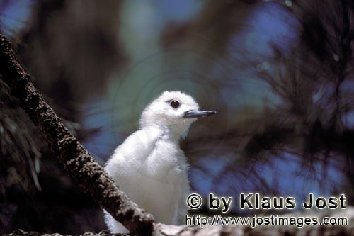 Feenseeschwalbe/White tern/Gygis alba rothchildi        Feenseeschwalbe Kueken schaut vom Baum    