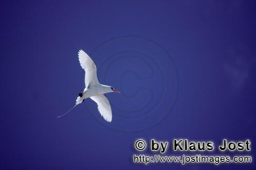 Rotschwanz-Tropikvogel/Red-tailed tropicbird/Phaeton rubricauda        Fliegende Rotschwanz-Tropikvo