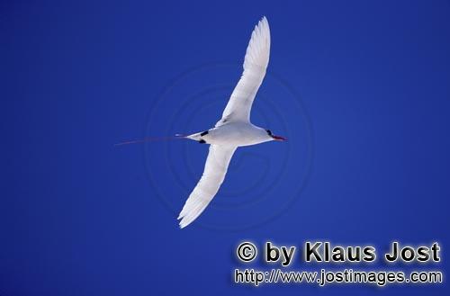 Rotschwanz-Tropikvogel/Red-tailed tropicbird/Phaeton rubricauda        Rotschwanz-Tropikvogel auf de