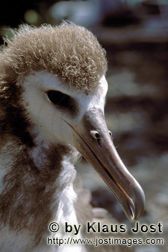 Laysan-Albatros/Laysan albatross/Phoebastria immutabilis        Junger Laysan-Albatros         Weltw