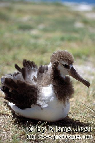 Laysan-Albatros/Laysan albatross/Phoebastria immutabilis        Junger Laysan-Albatros         Weltw