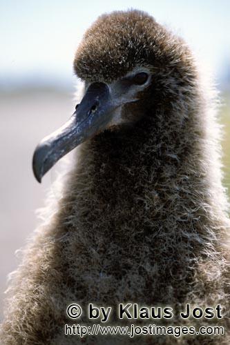 Laysan-Albatros/Laysan albatross/Phoebastria immutabilis        Laysan-Albatros Küken         Weltw