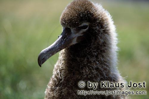 Laysan-Albatros/Laysan albatross/Diomedea immutabilis        Junger Laysan-Albatros         Weltweit gibt e