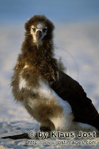 Laysan-Albatros/Laysan albatross/Diomedea immutabilis        Junger Laysan-Albatros         Weltwei