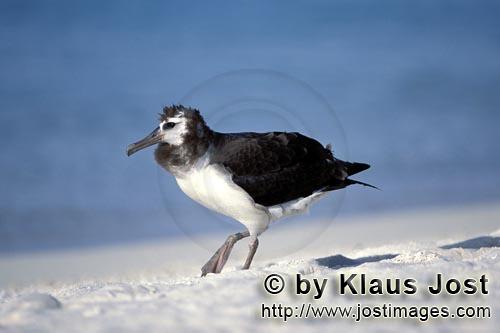 Laysan-Albatros/Laysan albatross/Diomedea immutabilis        Junger Laysan-Albatros         Weltweit