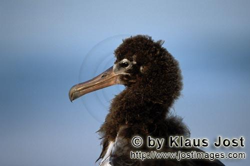 Laysan-Albatros/Laysan albatross/Phoebastria immutabilis        Junger Laysan-Albatros Portraet  