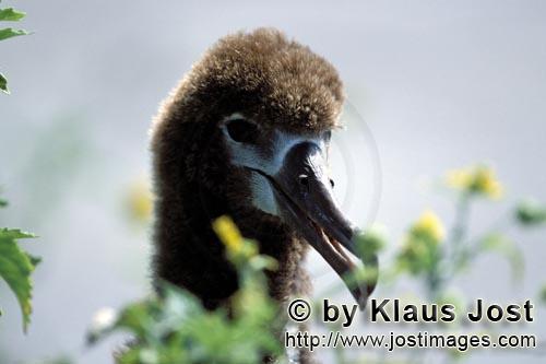 Laysan-Albatros/Laysan albatross/Phoebastria immutabilis        Junger Laysan-Albatros Portraet 