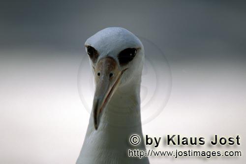 Laysan-Albatros/Laysan albatross/Phoebastria immutabilis        Laysan-Albatros Portraet        Welt