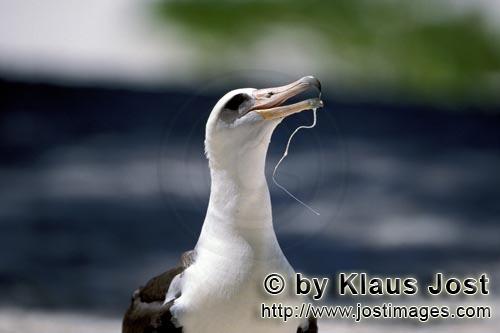     Laysan-Albatros Portraet         Weltweit gibt es 14 Albatrosarten von denen aber nur d