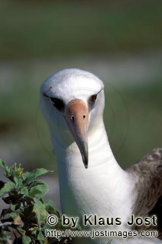 Laysan-Albatros/Laysan albatross/Diomedea immutabilis        Laysan-Albatros Portraet        Weltwei