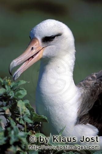 Laysan-Albatros/Laysan albatross/Diomedea immutabilis        Laysan-Albatros Portraet        Weltweit gibt 