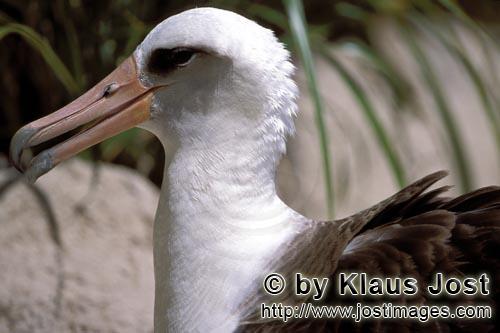 Laysan-Albatros/Laysan albatross/Phoebastria immutabilis        Laysan-Albatros Portraet        Welt