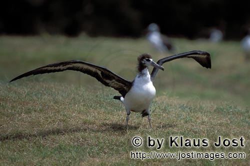 Laysan-Albatros/Laysan albatross/Diomedea immutabilis        Junger Laysan-Albatros             Weltwe
