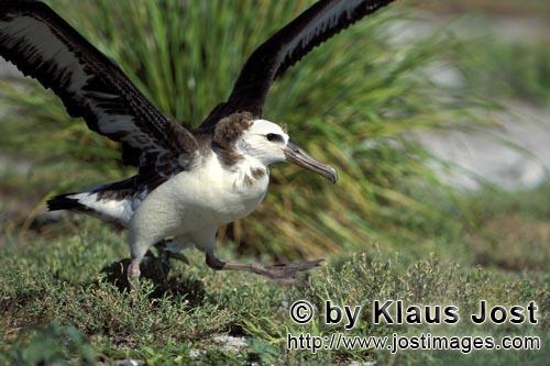 Laysan-Albatros/Laysan albatross/Diomedea immutabilis        Junger Laysan-Albatros         Weltweit gibt e