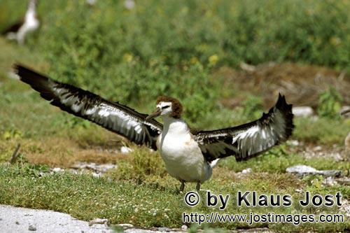 Laysan-Albatros/Laysan albatross/Diomedea immutabilis        Junger Laysan-Albatros         Weltweit