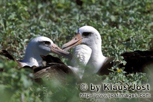 Laysan-Albatros/Laysan albatross/Phoebastria immutabilis        Laysan-Albatrosse        Weltweit gi