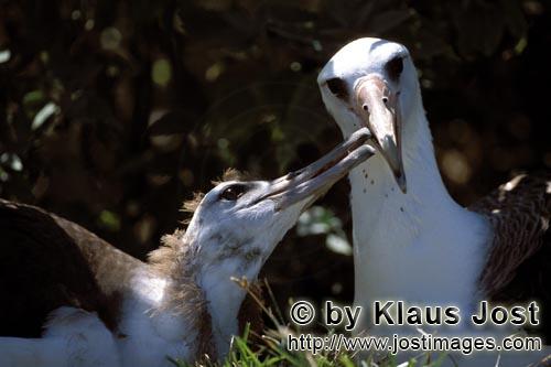 Laysan-Albatros/Laysan albatross/Phoebastria immutabilis        Laysan-Albatros mit Jungvogel      