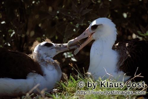 Laysan-Albatros/Laysan albatross/Diomedea immutabilis        Laysan-Albatros mit Jungvogel         W