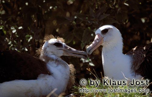 Laysan-Albatros/Laysan albatross/Phoebastria immutabilis        Laysan-Albatros mit Jungvogel     