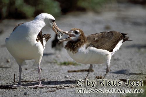 Laysan-Albatros/Laysan albatross/Diomedea immutabilis        Laysan-Albatros mit Jungvogel        We