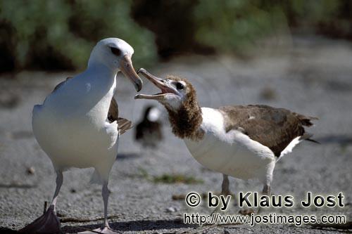 Laysan-Albatros/Laysan albatross/Phoebastria immutabilis        Laysan-Albatros mit Jungvogel     
