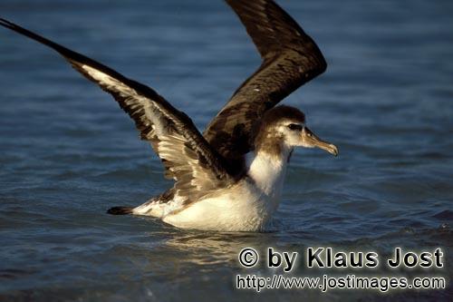 Laysan-Albatros/Laysan albatross/Phoebastria immutabilis        Junger Laysan-Albatros auf dem Meer<