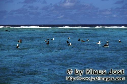 Laysan-Albatros/Laysan albatross/Phoebastria immutabilis        Laysan-Albatrosse und Schwarzfuß-Al