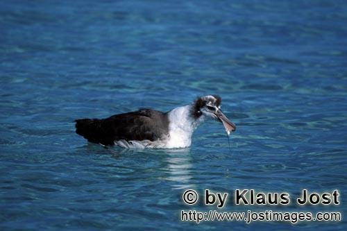 Laysan-Albatros/Laysan albatross/Diomedea immutabilis        Junger Laysan-Albatros auf dem Meer        Wel