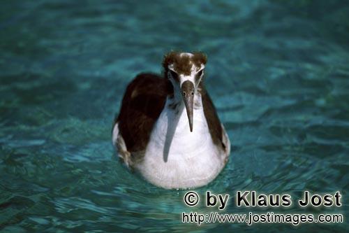 Laysan-Albatros/Laysan albatross/Diomedea immutabilis        Junger Laysan-Albatros auf dem Meer