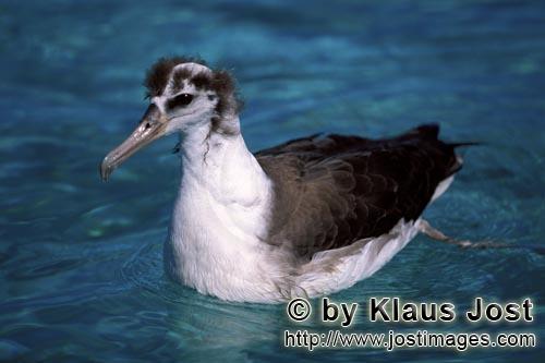 Laysan-Albatros/Laysan albatross/Phoebastria immutabilis        Junger Laysan-Albatros auf dem Meer<