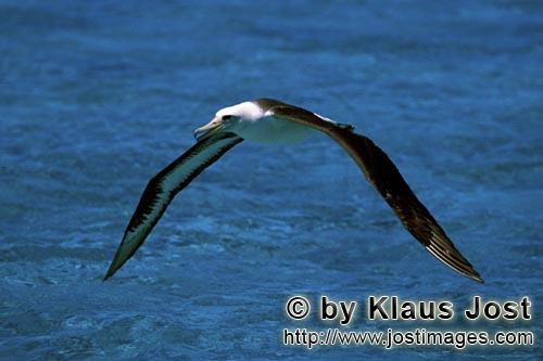 Laysan-Albatros/Laysan albatross/Phoebastria immutabilis         Laysan-Albatros ist erfolgreich ges