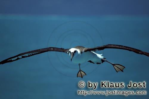 Laysan-Albatros/Laysan albatross/Phoebastria immutabilis        Fliegender Laysan-Albatros ueber dem