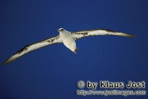 Laysan-Albatros/Laysan albatross/Phoebastria immutabilis         Laysan-Albatros gleitet ueber das M
