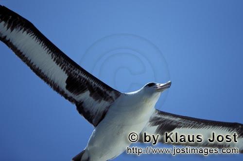 Laysan-Albatros/Laysan albatross/Phoebastria immutabilis        Fliegender Laysan-Albatros         