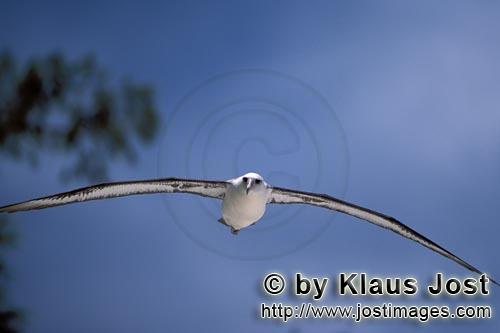 Laysan-Albatros/Laysan albatross/Phoebastria immutabilis        Fliegender Laysan-Albatros         W