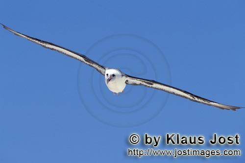 Laysan-Albatros/Laysan albatross/Diomedea immutabilis        Fliegender Laysan-Albatros     Flying Laysan