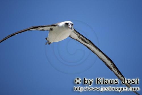 Laysan-Albatros/Laysan albatross/Diomedea immutabilis        Fliegender Laysan-Albatros         Weltweit gi