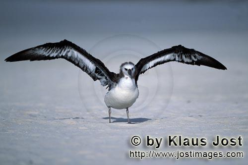 Laysan-Albatros/Laysan albatross/Phoebastria immutabilis        Junger Laysan-Albatros am Strand