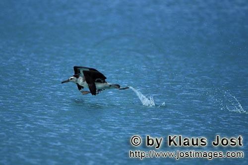 Laysan-Albatros/Laysan albatross/Diomedea immutabilis        Startender Laysan-Albatros auf dem Meer