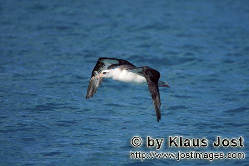 Laysan-Albatros/Laysan albatross/Phoebastria immutabilis        Fliegender Laysan-Albatros ueber dem