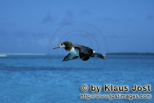 Laysan-Albatros/Laysan albatross/Diomedea immutabilis        Fliegender Laysan-Albatros ueber dem Me