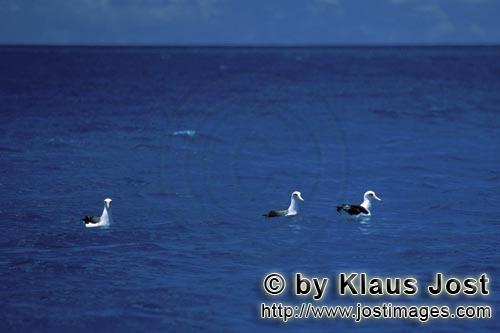 Laysan-Albatros/Laysan albatross/Phoebastria immutabilis        Laysan-Albatrosse auf dem Meer    