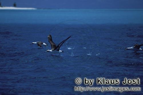 Laysan-Albatros/Laysan albatross/Diomedea immutabilis        Startende Laysan-Albatrosse auf dem Mee