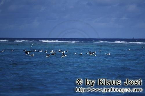 Laysan-Albatros/Laysan albatross/Diomedea immutabilis        Laysan- und Schwarzfuß-Albatrosse auf dem